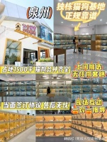 泉州购买宠物猫狗的正规平台？这里安全可靠能挑选心仪的宠物哦