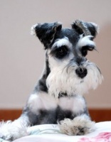 雪纳瑞：宠物界的“嫉妒高手”