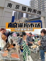 南京买金毛犬去哪里买比较好？南京这里是选购金毛犬的更好去处