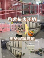 深圳哪里有正规犬舍猫舍基地，这里实体老店敢质保每只宠物都健康。