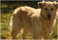 2026拉布拉多狗粮选什么？这些品牌强 力推荐！