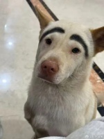 监控拍到网红宠物狗倒地抽搐被人带走，主人已报警并悬赏