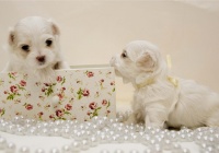 动物摄影欣赏：可爱的小狗 – 设计之家