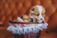 宠物狗拍照框子怎么弄的