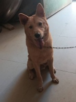 托运途中宠物狗丢失 商家拒赔称司机遭狗咬伤