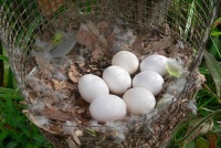 男子在树林掏了一窝鸟蛋，带回家孵化后，吓得赶紧放生了