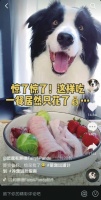 宠物配餐博主怎么做