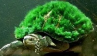 惊艳的观赏龟——绿毛龟