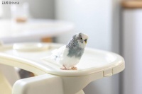 鹦鹉每天都需要放出来吗？了解鹦鹉健康活动需求的关键因素