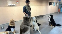 探访上海宠物“幼稚园”后，记者发现这些“意想不到”