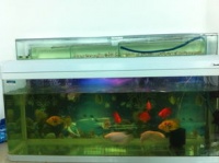 鱼缸怎么换水,鱼缸怎么换水的正确方法