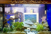 乌龟缸直接加自来水？别害它！水必须 “困”，3 种方法除氯超安全