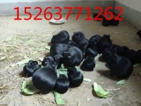 供应广东黑豚养殖场黑豚黄豚宠物豚价格