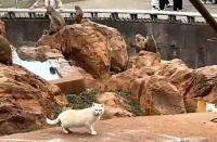 昆明动物园的两只猫去了北京，其他与猴共处的猫该怎么办？