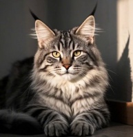 养缅因猫别踩坑！看似懒猫实则藏着大需求