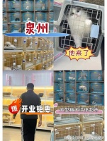 泉州哪里正规犬舍猫舍基地?包你安心能当面挑选自己心仪的宠物