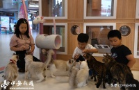 「组图」娱乐休闲新选择 猫咖“撸猫”受欢迎