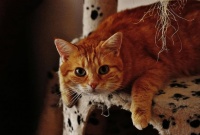 到底哪个品牌的猫粮好？2026年2月猫粮品牌十大排行推荐分享