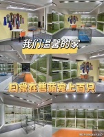 上海买宠物猫狗在哪里买比较好，这里正规资质可实体店现场挑选宠物