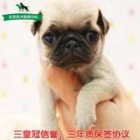 鉴定八哥幼犬纯度，宠物选购指南