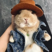 宠物兔爱吃什么蔬菜和水果好（宠物兔吃啥蔬菜）