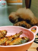 狗狗能不能吃鱼肉不？安全指南