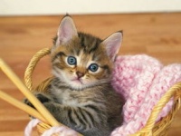 宠物猫的窝怎么挑选