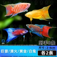 百纶木千中国斗鱼观赏鱼冷水鱼小鱼淡水鱼缸宠物活鱼好养耐活金鱼 巨普+澳火+黄金+白兔各2条 共8条