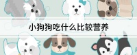小狗狗吃什么比较营养