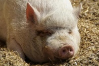 茶杯猪：主人忽视的 10 个令人震惊的事实