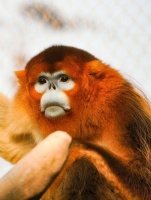 奇葩动物——“穿金色大衣的动物”金丝猴的鼻子为什么朝天？