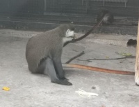 动物园常见的红尾长尾猴，基本信息了解一下吧！