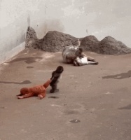 被遗弃的小猴子难以融入群体、总被欺负，毛绒玩偶是它温暖柔软的“妈妈”