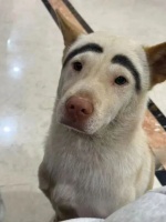 广东中山一网红宠物狗“李荣浩”走失，监控拍到倒地抽搐被人带走，主人：已报警，悬赏寻线索