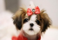 小狗喂食间隔多久一次？（科学喂养小狗的六大原则）