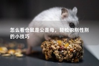 怎么看仓鼠是公是母，轻松识别性别的小技巧