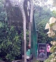 重达300公斤！马来西亚发现16.7米长的蟒蛇 最大蟒蛇到底有多大？