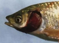 热带鱼烂鳃病的症状：快速识别与有效治疗指南