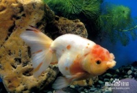 金鱼白斑病的根治之道：宠物健康秘籍！