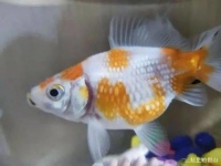 金鱼常见疾病有哪些，你知道吗？