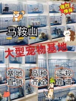 马鞍山买宠物猫狗哪里便宜?这里实体店选购宠物，安全更值得信赖