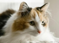 哪个猫粮好？希喂、顽皮、百利三款猫粮解析实测