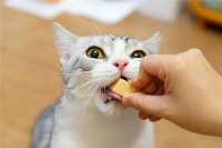 猫咪饮食禁忌揭秘：卤肉不宜喂猫