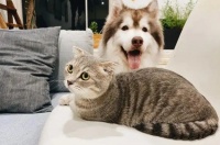 春节爆赚16万，宠物经济背后的陪伴与思考