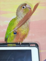 鹦鹉频繁拔自己羽毛？原因+应对方法全解析，养鸟人速看