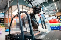 “我怕它走得太早”:2个月200个会员,揭秘上海首家宠物健身房