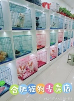 合肥买猫狗的地方在哪里？实地探访这确保安全选购您的爱宠