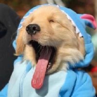 就宠大狼狗的微博视频