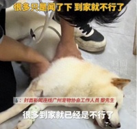 宠物投毒女子被抓，细节、原因及照片曝光！自称抑郁，知情人发声