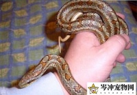 蛇会认主人吗？蛇会认识自己的主人吗？